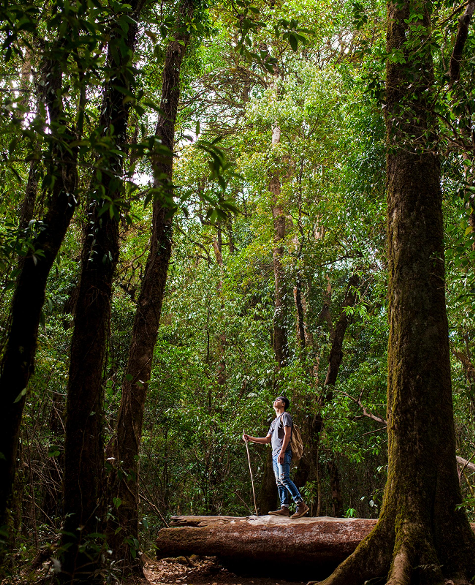 Forest Bathing (4)