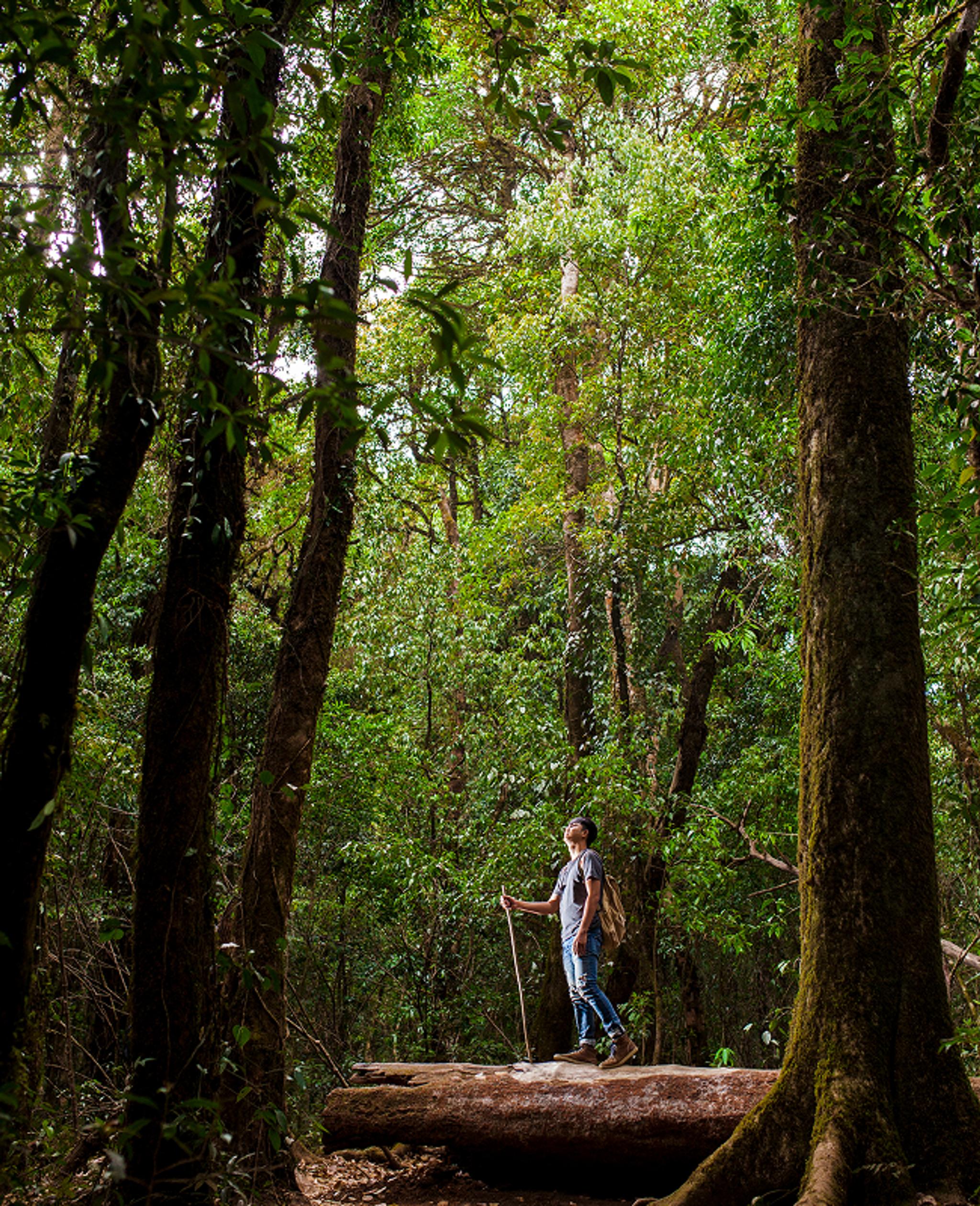 Forest Bathing (4)