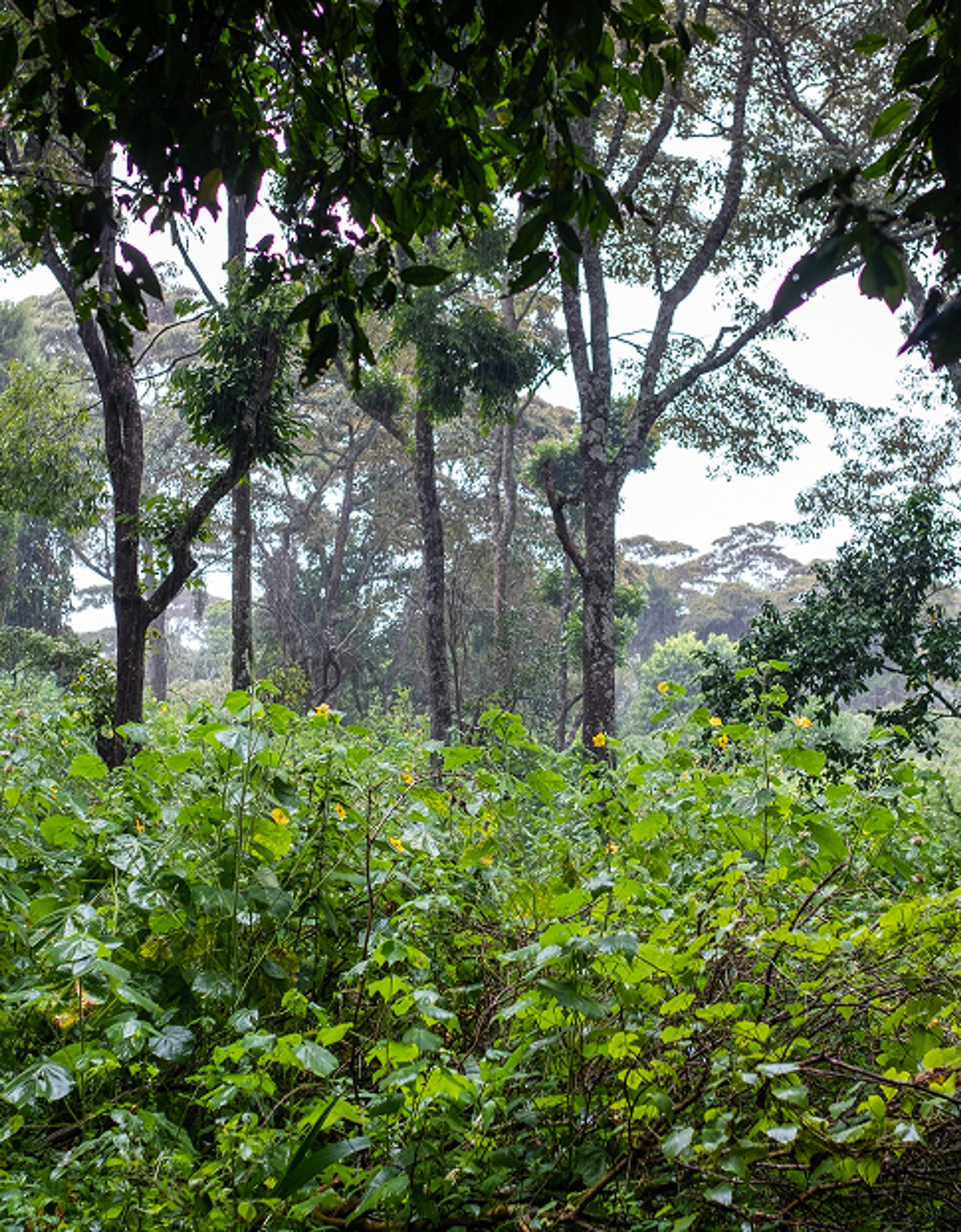 Sinharaja Rain Forest Experience 