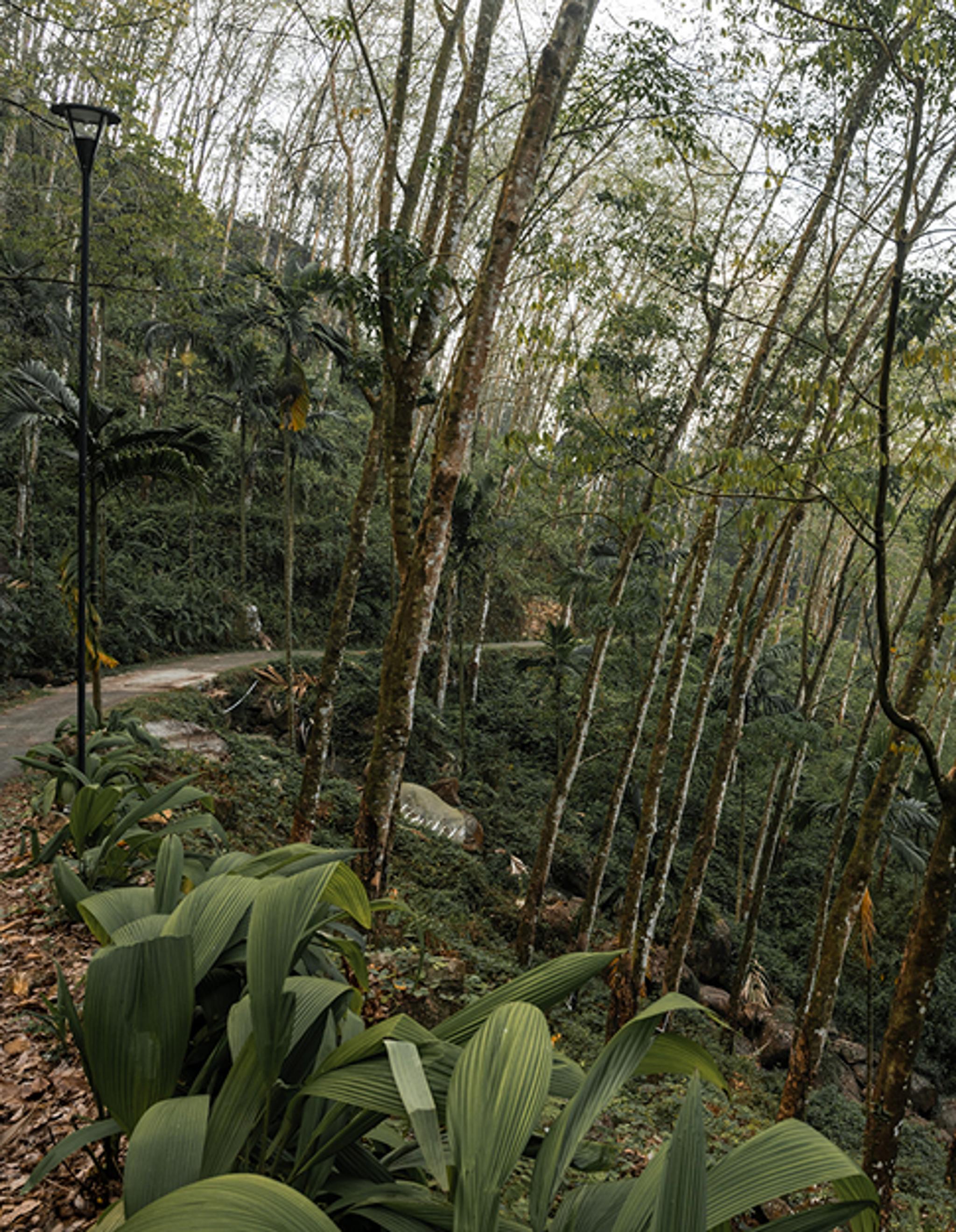 Rubber Plantation Tour
