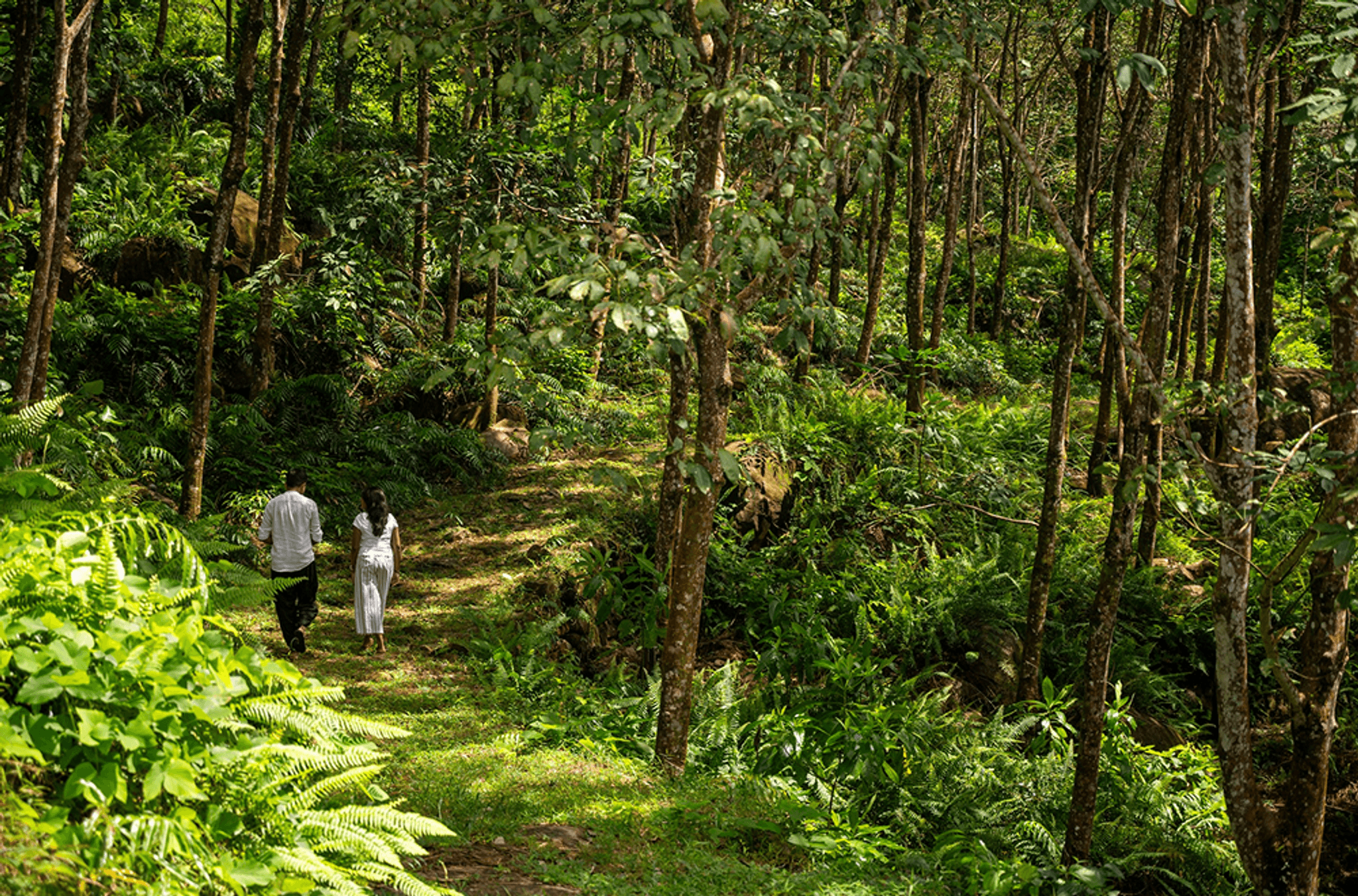 Forest Bathing
