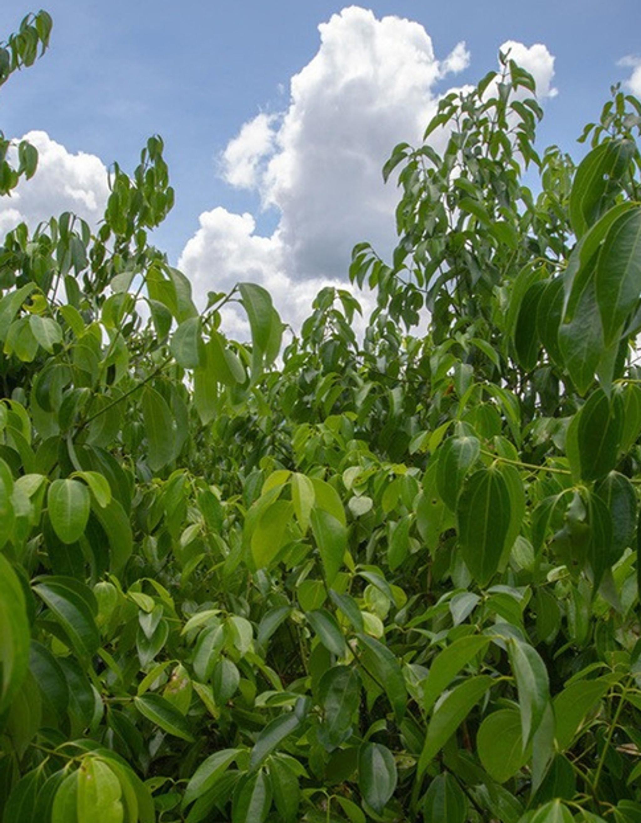 Cinnamon Field Trek